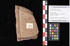 Foto (Objekt + Etikett) von Zostena ungeri Ettingshausen (NHMW-GEO-2024-0188-0443)